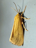 Virbia species