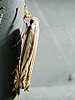 Polyhymno luteostrigella