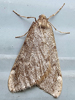 Alsophila pometaria - Fall Cankerworm Moth
