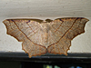 Besma quercivoraria - Oak Besma ♀