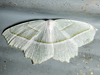 Eulithis perlata - Pale Beauty
