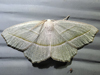 Eulithis perlata - Pale Beauty