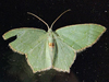 Chloropteryx tepperaria - Angle-winged Emerald Moth