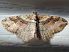 Costaconvexa centrostrigaria - Bent-line Carpet