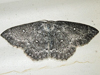 Cyclophora pendulinaria - Sweetfern Geometer