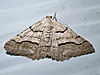Digrammia continuata - Curve-lined Angle