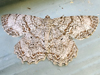 Epimecis hortaria - Tulip-tree Beauty