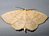 Gueneria similaria - False Yellow-dusted Cream