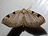 Heterophleps triguttaria - Three-spotted Fillip
