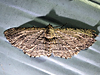 Horisme intestinata - Brown Bark Carpet