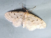 Idaea bonifata - Fortunate Idaea