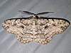 Iridopsis defectaria - Brown-shaded Gray Moth