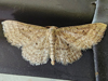 Lobocleta ossularia - Drab Brown Wave