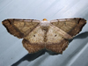 Macaria bicolorata - Bicolored Angle Moth