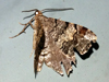 Macaria granitata - Granite Moth