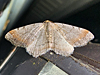 Macaria minorata - Minor Angle