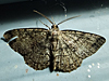 Melanolophia canadaria - Canadian Melanolophia