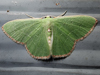 Nemoria lixaria - Red-bordered Emerald