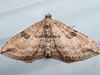 Orthonama obstipata - The Gem ♂