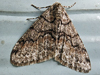 Phigalia denticulata - Toothed Phigalia