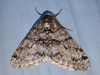 Phigalia strigataria - Small Phigalia
