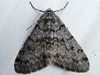 Phigalia strigataria - Small Phigalia
