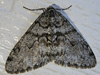 Phigalia strigataria - Small Phigalia