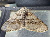 Phigalia titea - Half-Wing