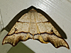 Plagodis alcoolaria – Hollow-spotted Plagodis Moth