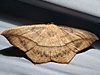 Prochoerodes lineola - Large Maple Spanworm