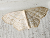 Scopula limboundata - Large Lace-border