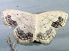 Scopula limboundata - Large Lace-border