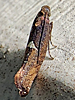 Acrolepiopsis incertella - Carrionflower Moth