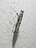 Neurobathra strigifinitella