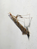 New-genus-on-dichanthelium new-species