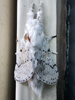 Artace cribrarius - Dot-lined White