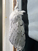 Artace cribrarius - Dot-lined White