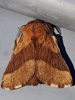 Malacosoma disstria - Forest Tent Caterpillar Moth