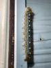 Malacosoma disstria - Forest Tent Caterpillar