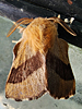 Malacosoma disstria - Forest Tent Caterpillar Moth