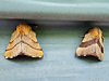 Malacosoma disstria - Forest Tent Caterpillar Moth