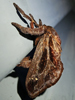 Acharia stimulea - Saddleback Caterpillar Moth