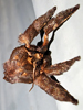 Acharia stimulea - Saddleback Caterpillar Moth