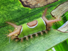 Acharia stimulea - Saddleback Caterpillar