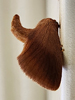 Tortricidia testacea - Warm-chevroned Moth