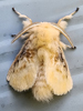 Lagoa crispata - Black-waved Flannel Moth ♂