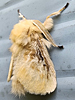 Lagoa crispata - Black-waved Flannel Moth ♂
