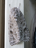 Acronicta impleta - Yellow-haired Dagger