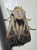 Agrotis gladiaria - Swordsman Dart