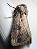 Agrotis venerabilis - Ipsilon Dart